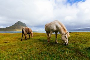 Sleipnir Evening Horse Riding Tour