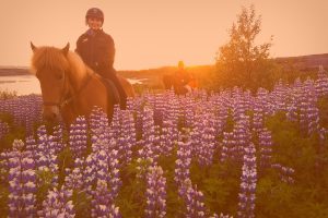 Private Horse Riding Tours Reykjavik