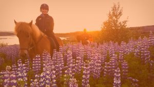 Private Horse Riding Tours Reykjavik