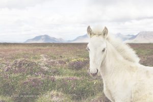 Private Horse Riding Tours Reykjavik