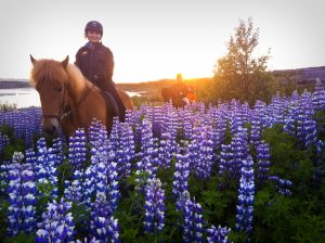 Sleipnir Evening Horse Riding Tour