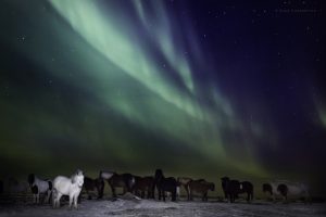 Sleipnir Evening Horse Riding Tour