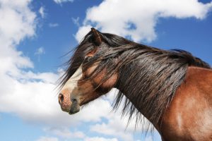 Sleipnir Evening Horse Riding Tour