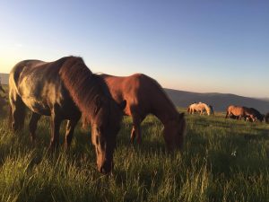 Sleipnir Evening Horse Riding Tour