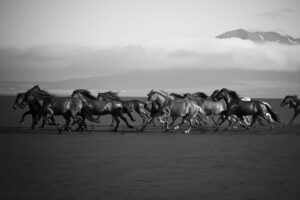 Videos and photos of our Iceland horse riding tours in Reykjavik are posted on Facebook and Instagram!