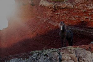 Volcano and horse riding tours Iceland